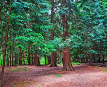 Королевский бор