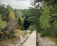 Королевский бор