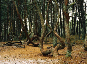 Танцующий лес