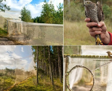 Орнитологическая станция Росситтен (Фрингилла)