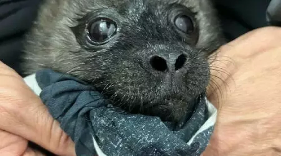 На Северо‑Западе стартовал тюленеспасательный сезон: на Ладожском озере спасли двухдневную нерпу