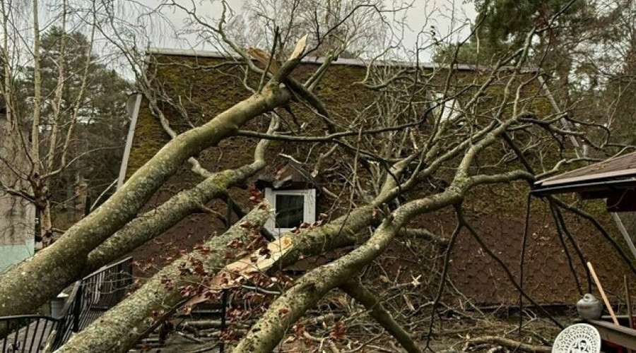 В Светлогорске дерево рухнуло на дом врача: семья мёрзнет под дырявой крышей