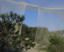 Орнитологическая станция Росситтен (Фрингилла)