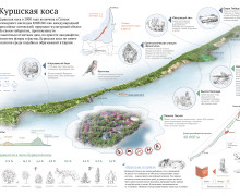 Королевский бор