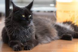 Ищу даму сердца для серьезных отношений (и не очень серьезного мяуканья) 🐾