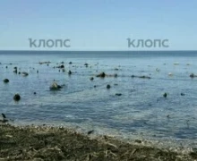 У берега Зеленоградска снова показался древний лес, ушедший под воду тысячу лет назад