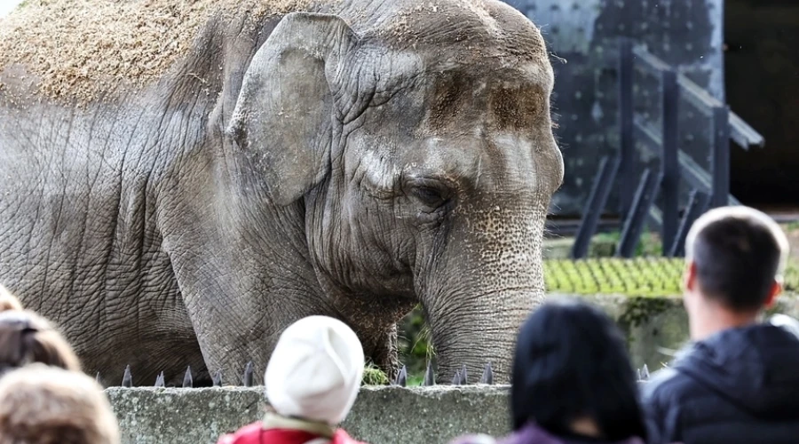 В Калининградском зоопарке раскрыли причину смерти слонихи Преголи