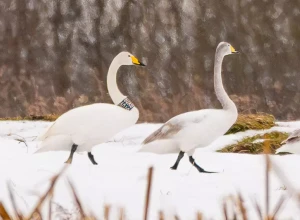 Окольцованный лебедь‑кликун: калининградка обнаружила птицу с «латвийской пропиской» в Светловском округе