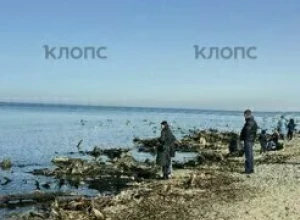 У берега Зеленоградска снова показался древний лес, ушедший под воду тысячу лет назад