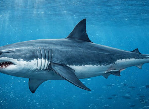 Ученые переписывают родословную акул: некоторые виды оказались ближе к скатам