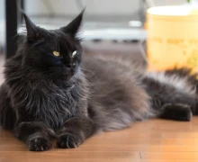 ТЁПЛЫЙ ПОЛ В ГОТОВУЮ СТЯЖКУ. БЫСТРО, ЧИСТО, БЕЗ ПЫЛИ.