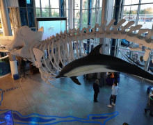 Музей Мирового океана