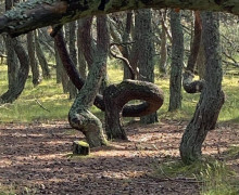 Танцующий лес